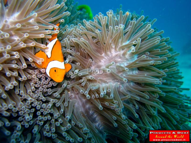 Papua Immersioni (Kavieng-New Hannover) - 14.jpg